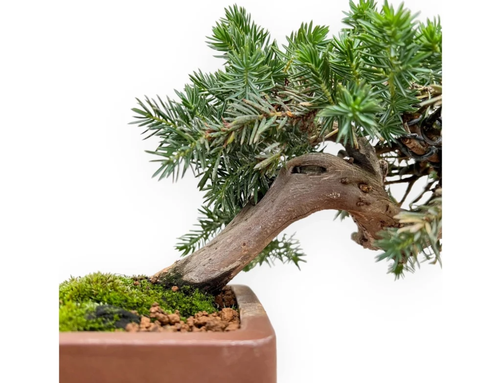 Temple Juniper Bonsai Care Sheet
