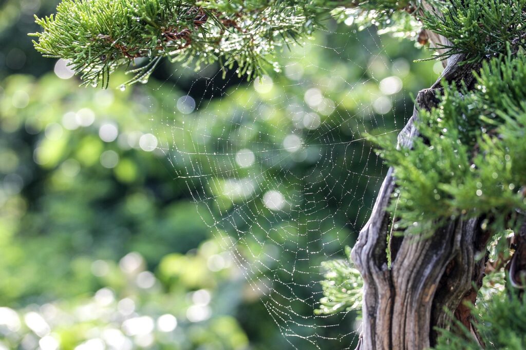 juniper bonsai fertiliser