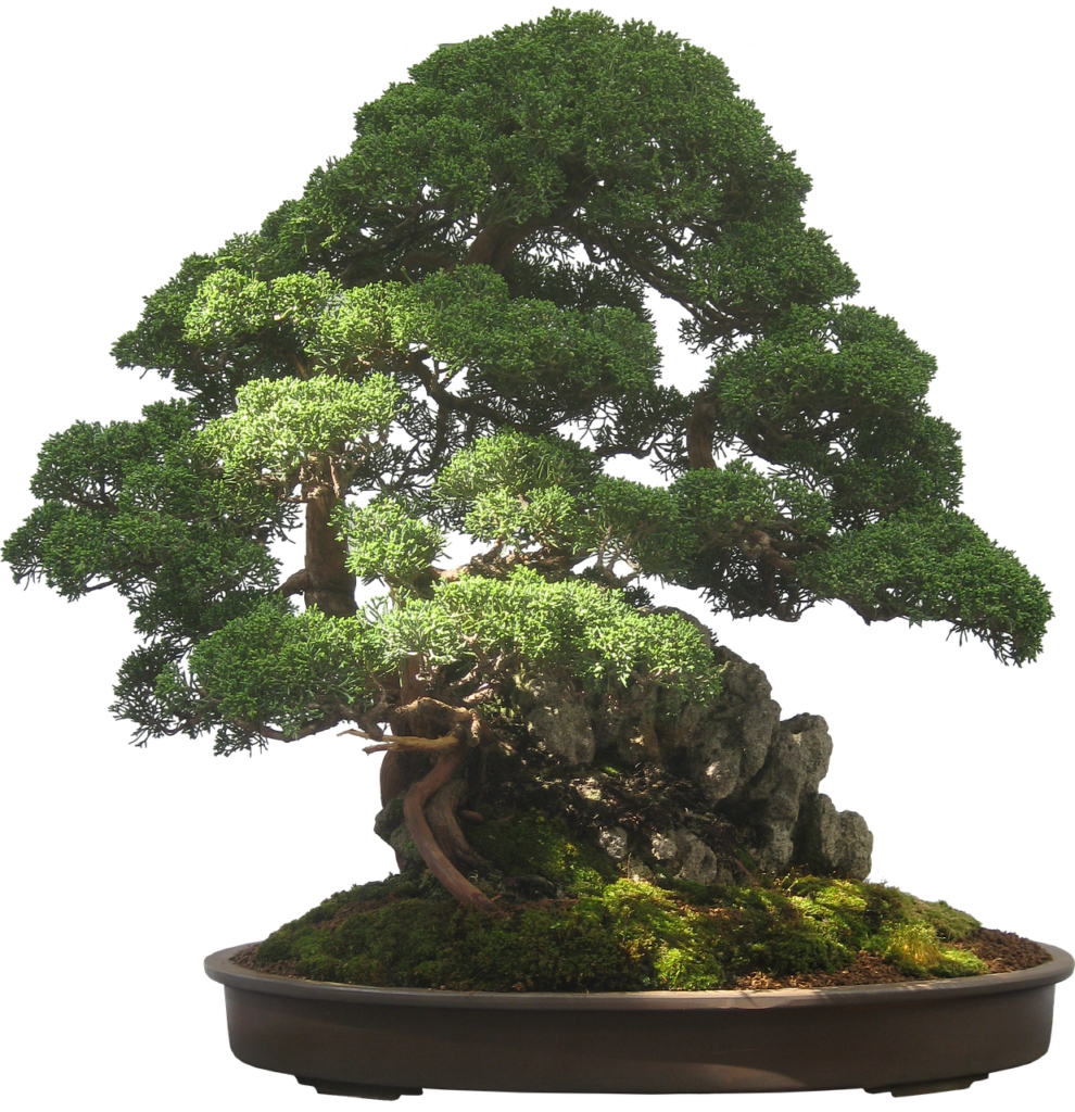 juniper bonsai fertiliser 