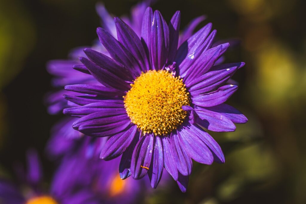 Alpine Aster as a Bonsai Companion Plant 