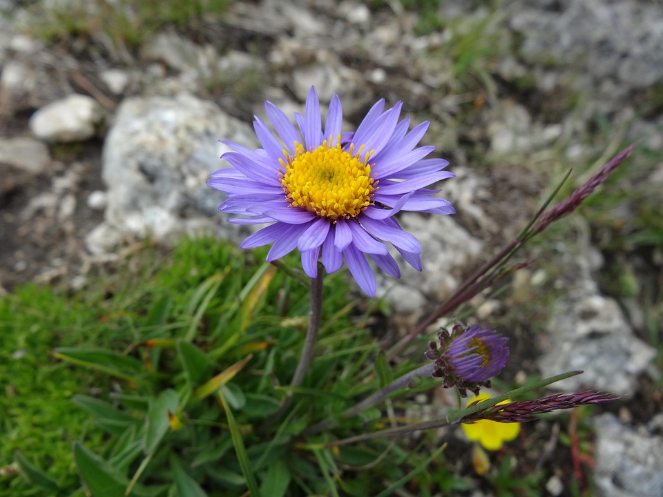 Alpine Aster as a Bonsai Companion Plant 