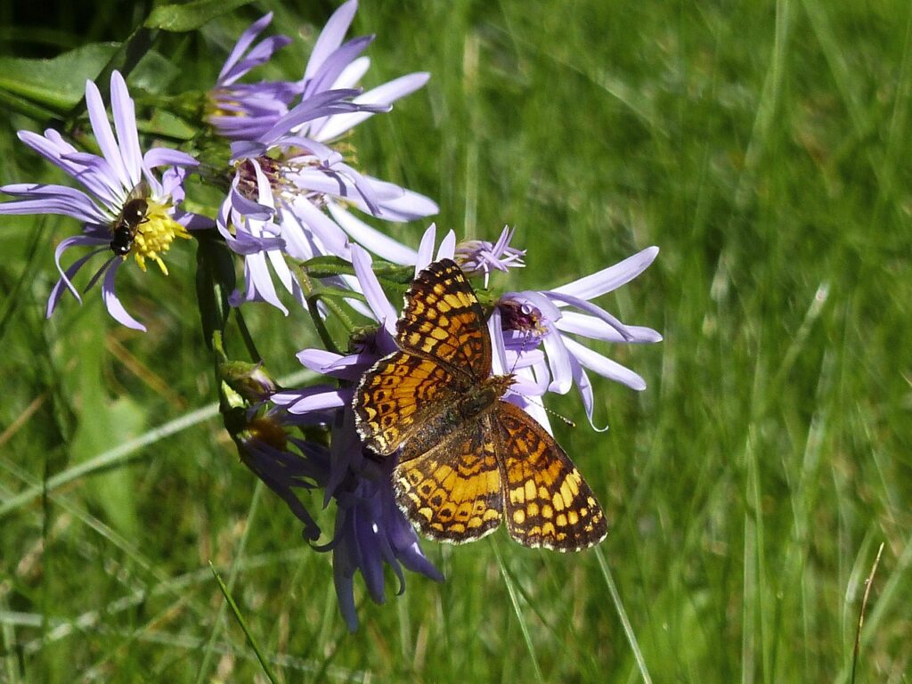 Alpine Aster as a Bonsai Companion Plant 