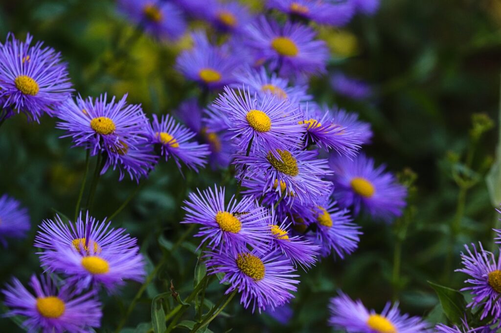 Alpine Aster as a Bonsai Companion Plant 