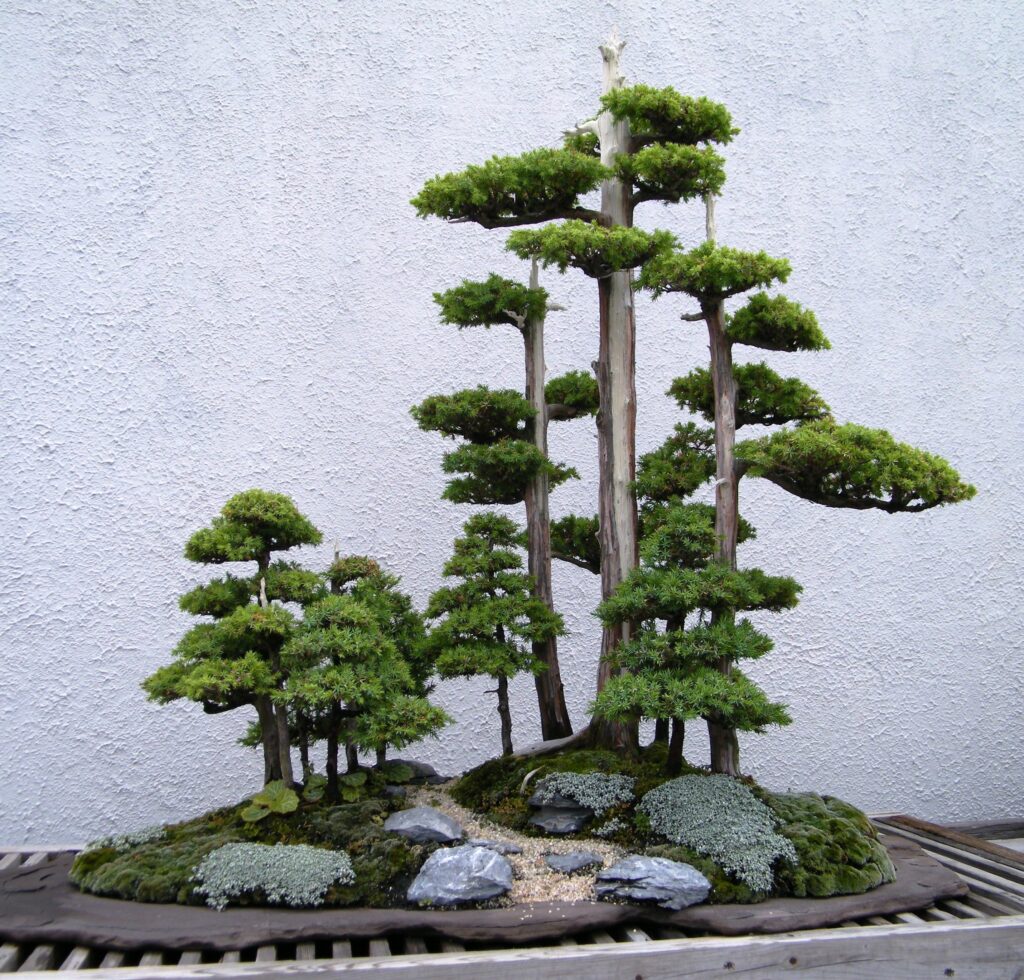 Ultimate Juniper Bonsai Care Guide