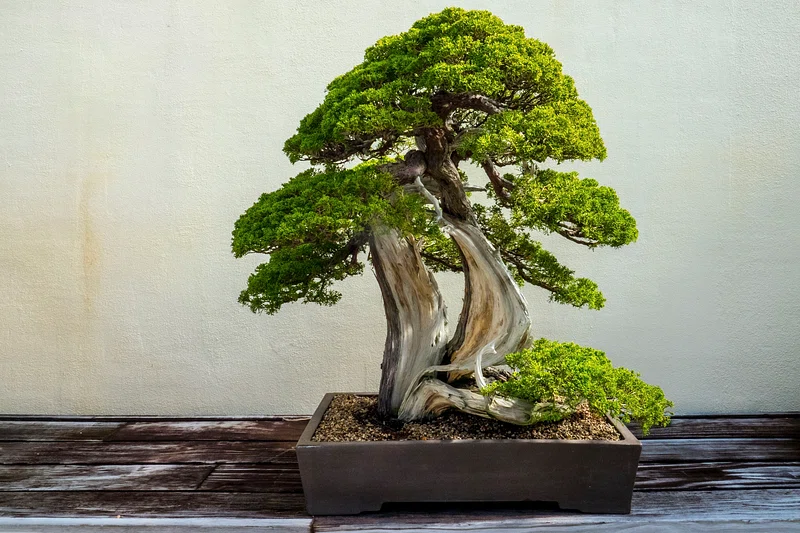 Chinese Juniper Bonsai Care Sheet 