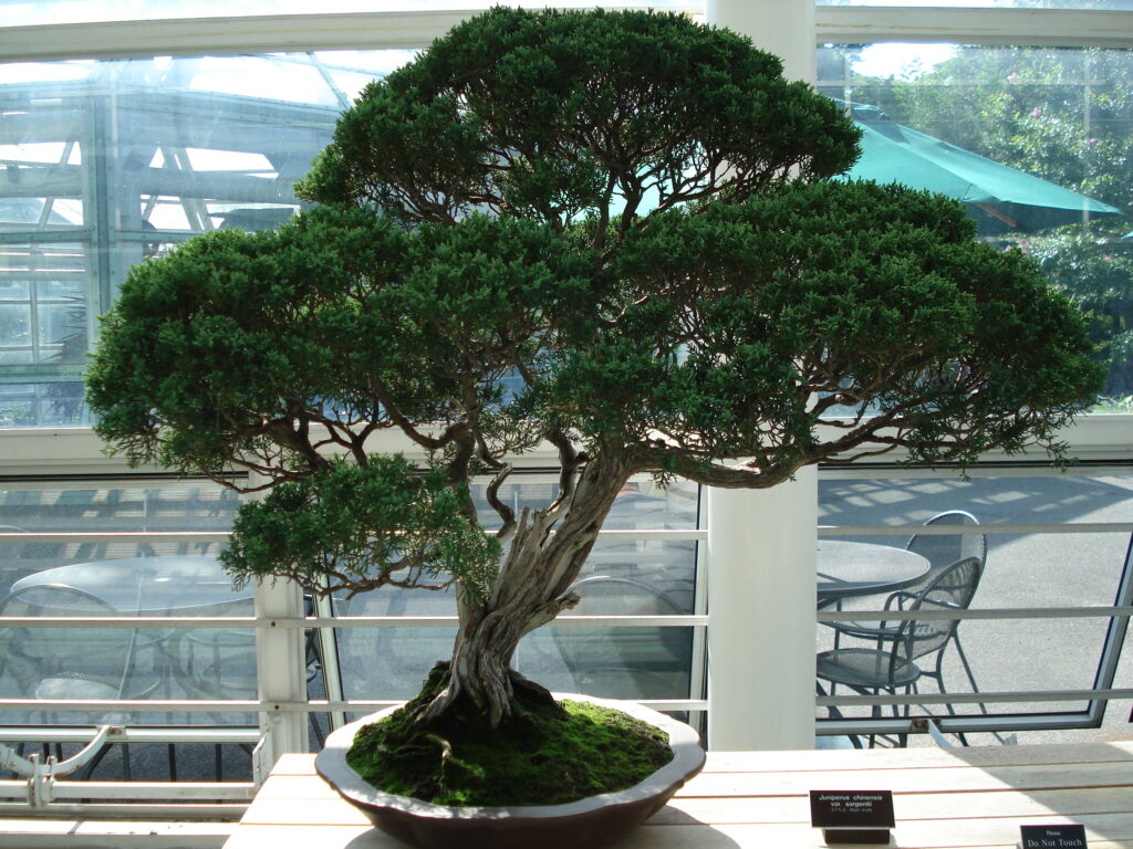 Chinese Juniper Bonsai Care Sheet 
