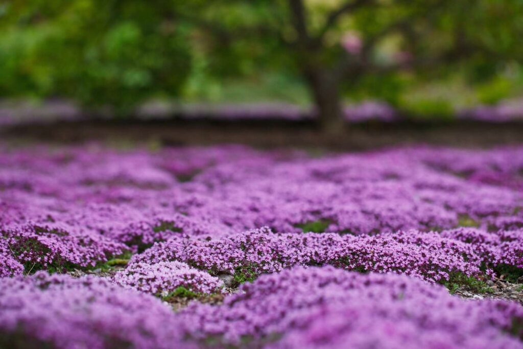 Creeping Thyme as a Bonsai Companion Plant