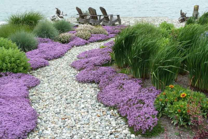 Creeping Thyme as a Bonsai Companion Plant