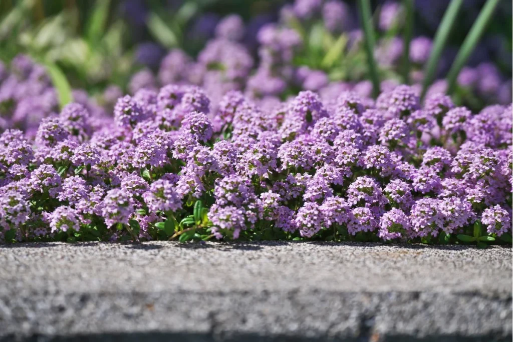 Creeping Thyme as a Bonsai Companion Plant