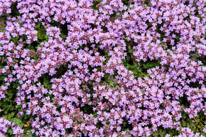 Creeping Thyme as a Bonsai Companion Plant