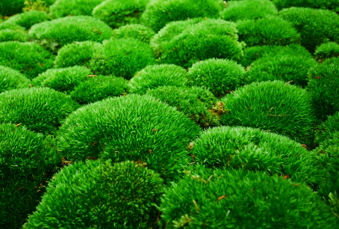 Cushion Moss for Bonsai