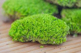 Cushion Moss for Bonsai