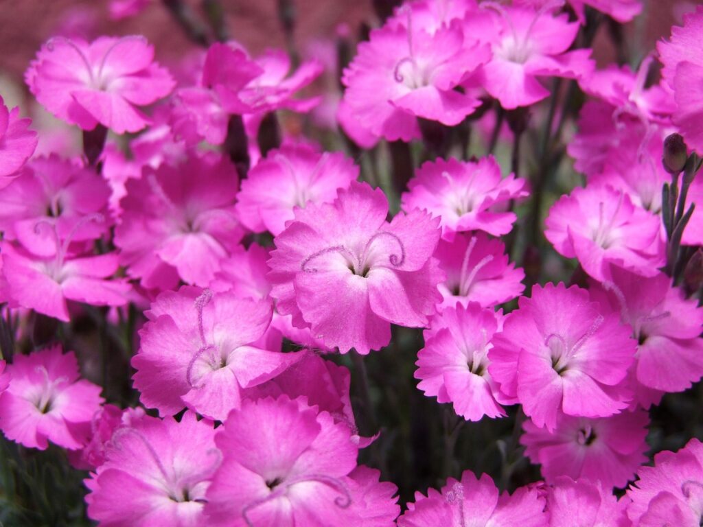 Dwarf Dianthus as a Bonsai Companion Plant 