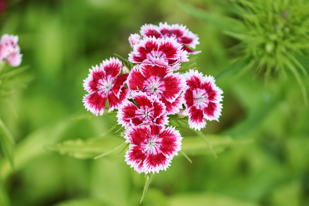 Dwarf Dianthus as a Bonsai Companion Plant