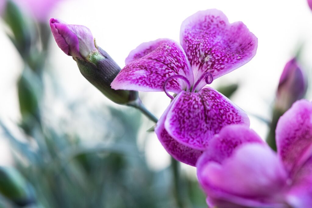 Dwarf Dianthus as a Bonsai Companion Plant