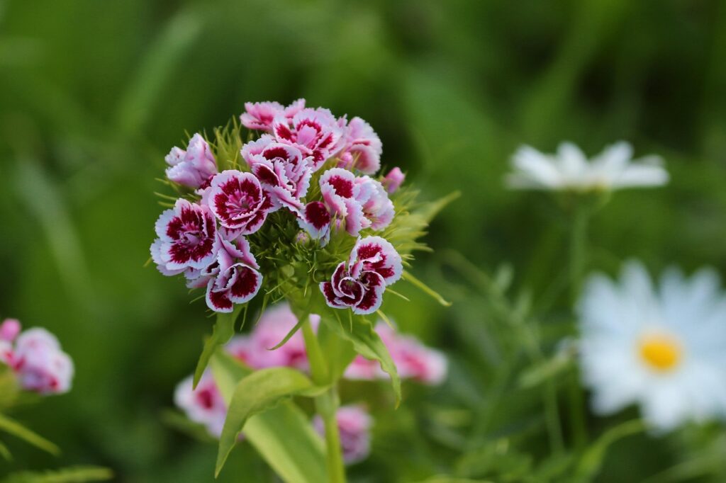 Dwarf Dianthus as a Bonsai Companion Plant