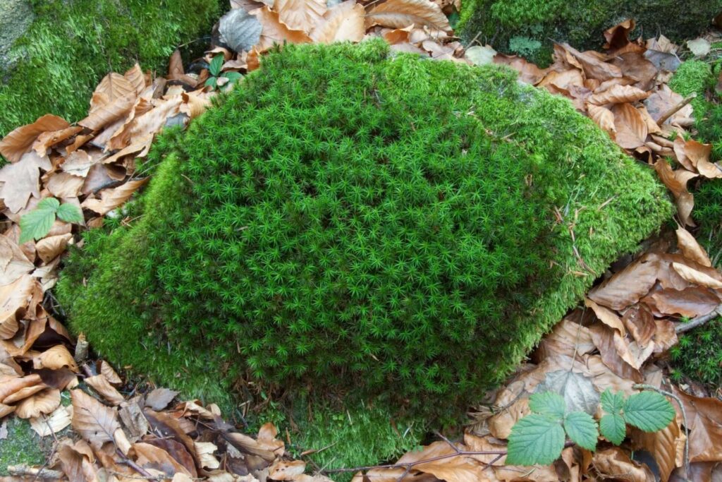 Haircap Moss for Bonsai 