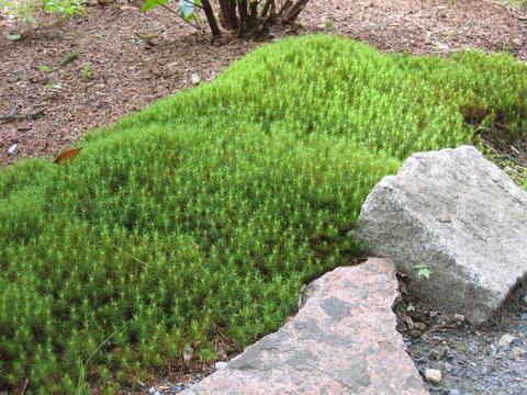 Haircap Moss for Bonsai 