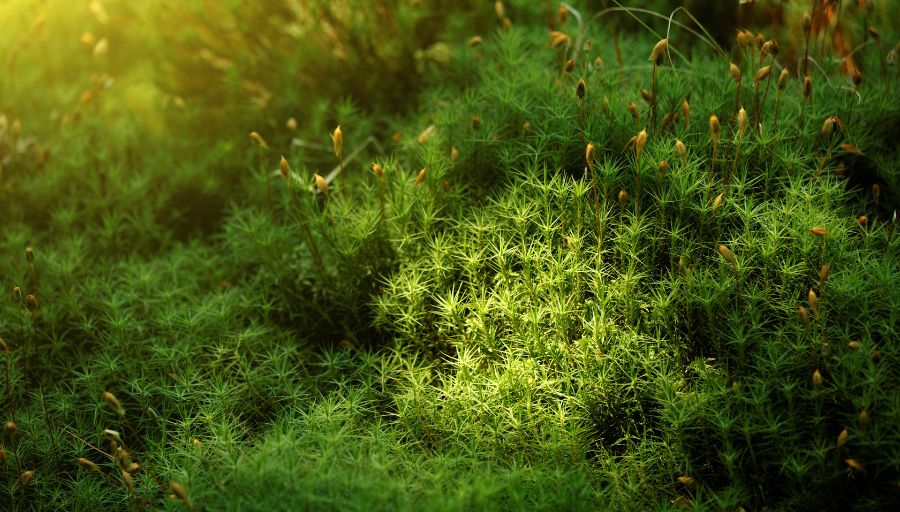 Haircap Moss for Bonsai 