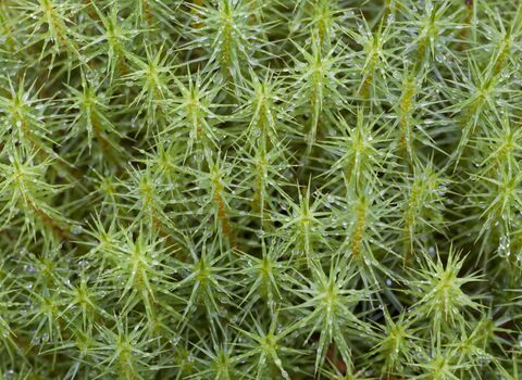 Haircap Moss for Bonsai 