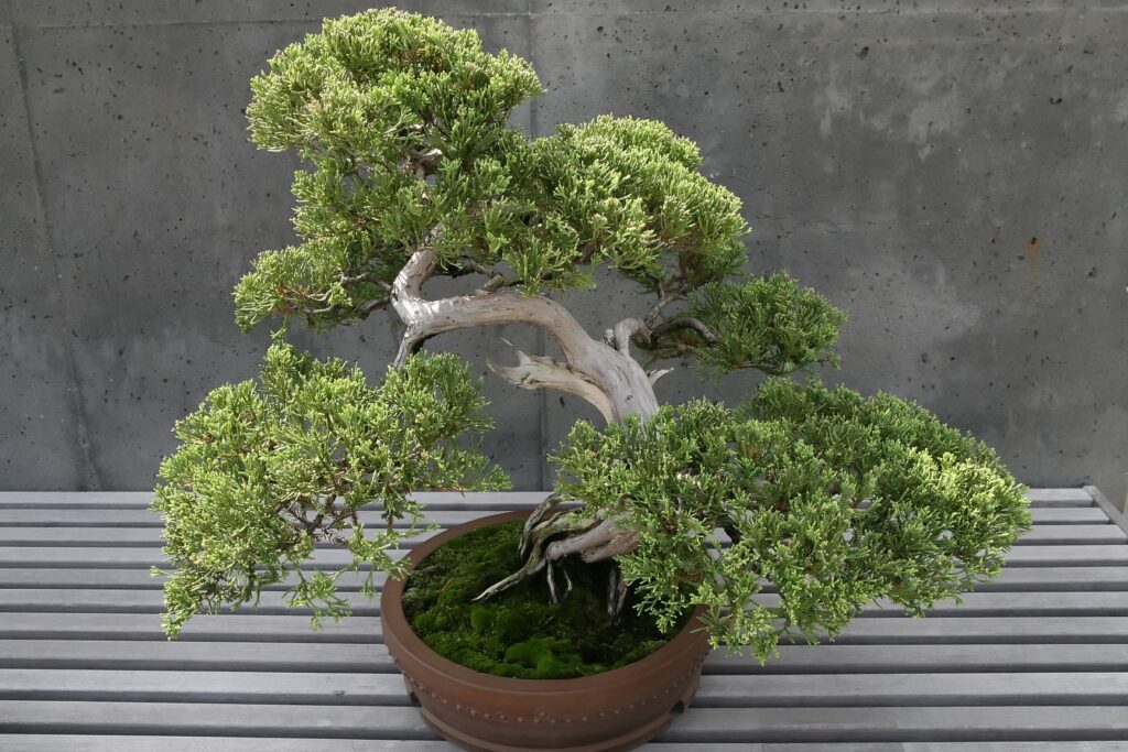Himalayan Juniper Bonsai Care Sheet 