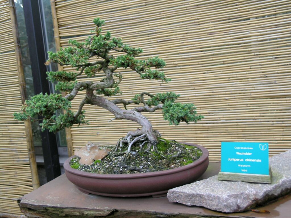 Himalayan Juniper Bonsai Care Sheet