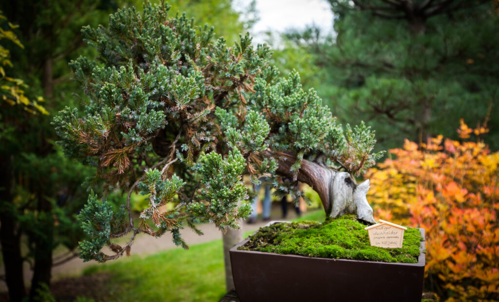 Himalayan Juniper Bonsai Care Sheet