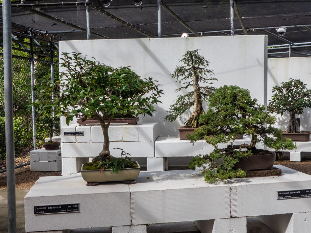 Himalayan Juniper Bonsai Care Sheet 