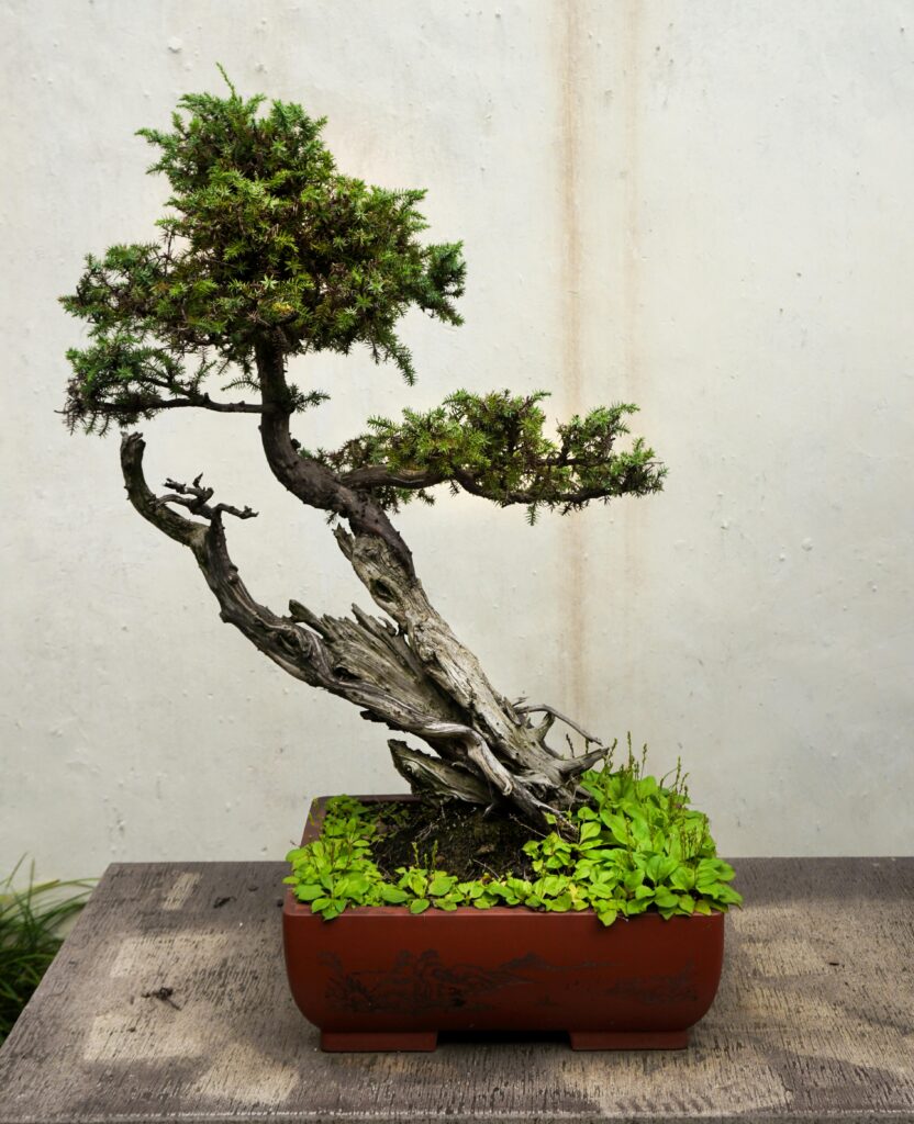 Himalayan Juniper Bonsai Care Sheet 