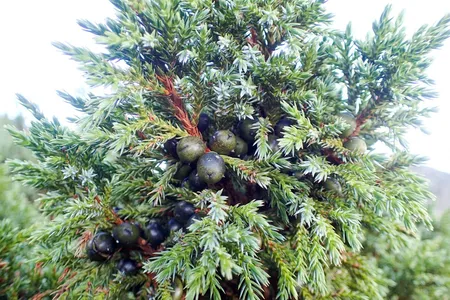 Juniper Bonsai Diseases Identification And Treatment Guide 