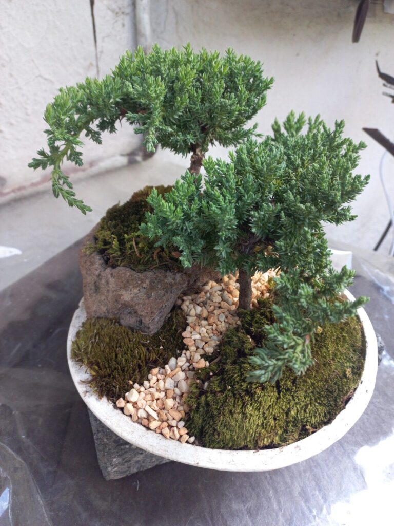 Juniper Bonsai Diseases Identification And Treatment Guide 