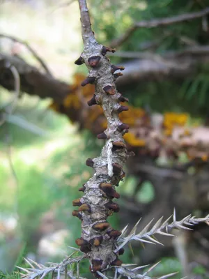 Juniper Bonsai Diseases Identification And Treatment Guide 