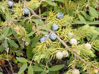 Juniper Bonsai Diseases Identification And Treatment Guide 