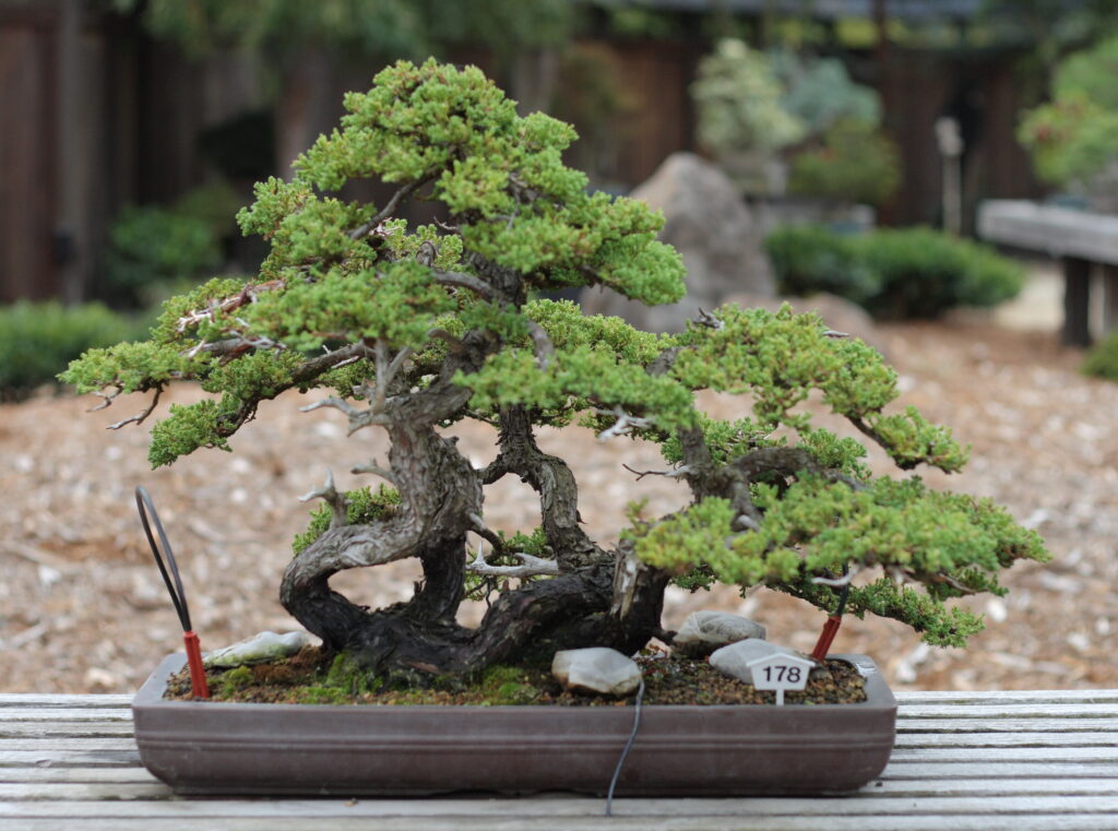 Juniper Bonsai Repotting Guide for Healthy Root Development 1