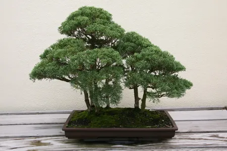 Juniper Bonsai Repotting Guide for Healthy Root Development 1