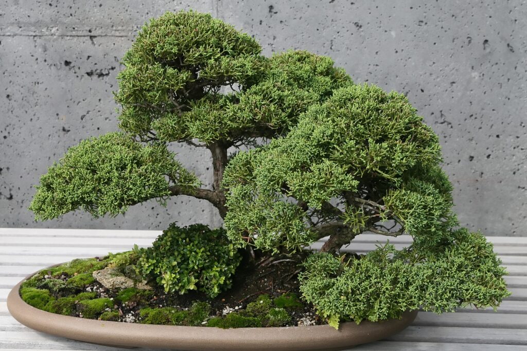 Juniper Bonsai Repotting Guide for Healthy Root Development 1