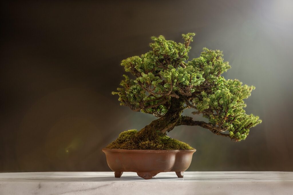 Juniper Bonsai Soil 