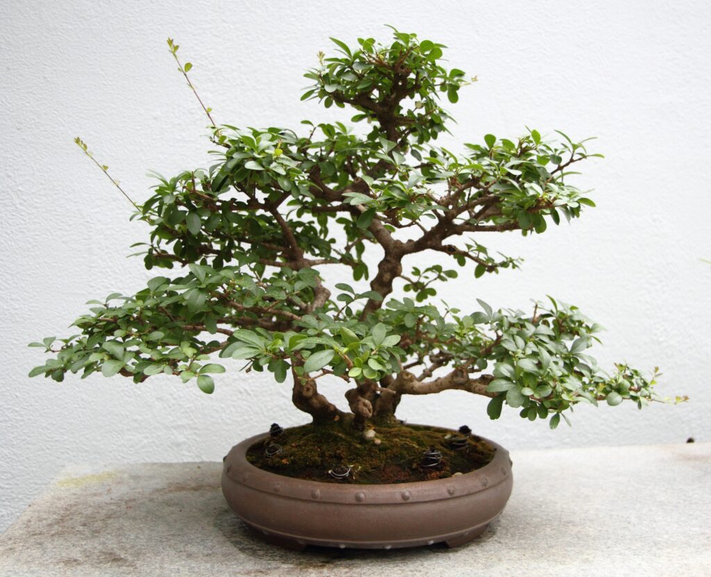 Juniper Bonsai Wiring Guide For Shaping And Styling 