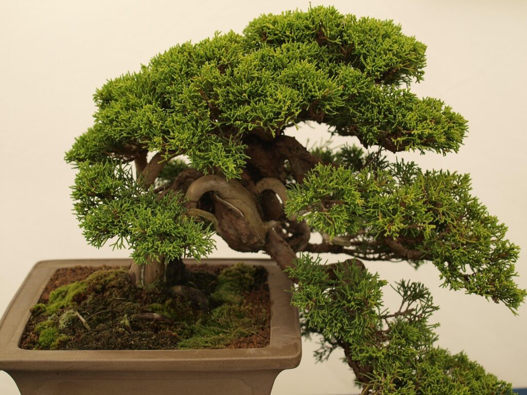 Juniper bonsai pruning