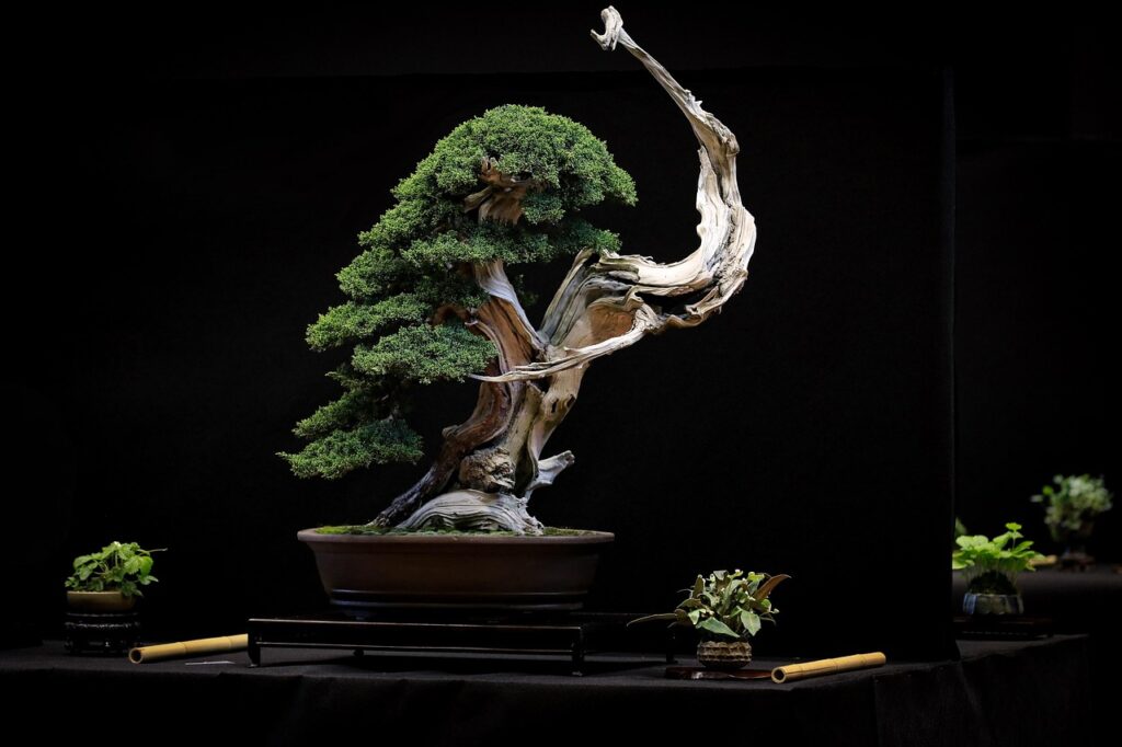 Juniper bonsai shaping 