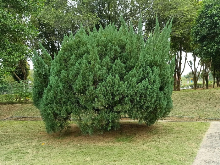 Juniperus Chinensis Species Taxonomy Guide