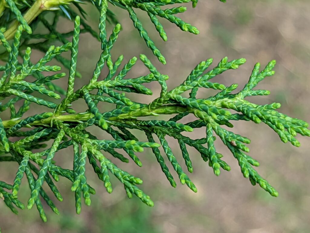 Juniperus Chinensis Species Taxonomy Guide