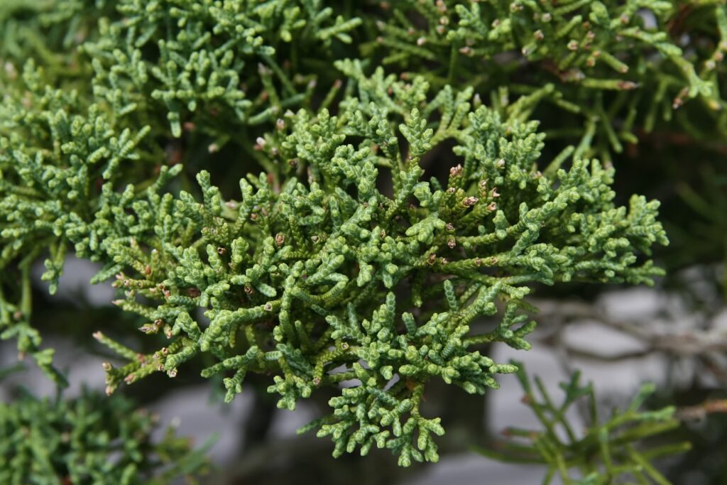 Juniperus Chinensis Species Taxonomy Guide