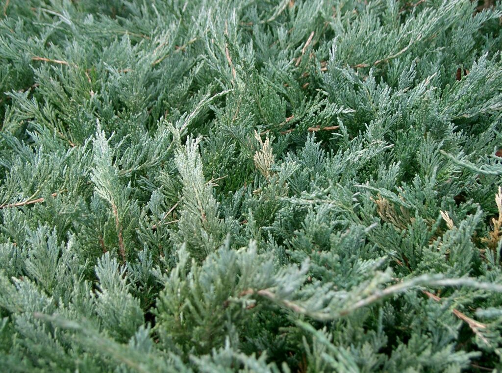 Juniperus Chinensis Species Taxonomy Guide