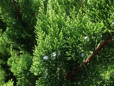 Juniperus Chinensis Species Taxonomy Guide
