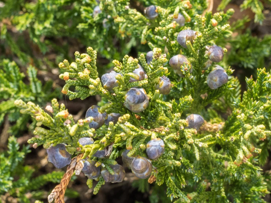 Juniperus Chinensis Species Taxonomy Guide