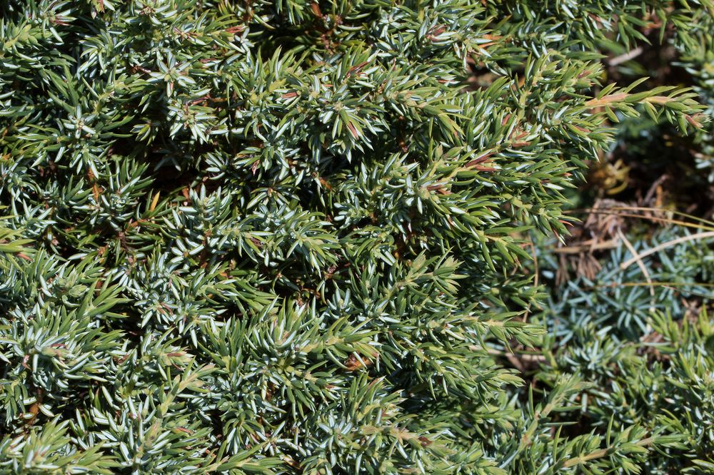 Juniperus Chinensis Species Taxonomy Guide 