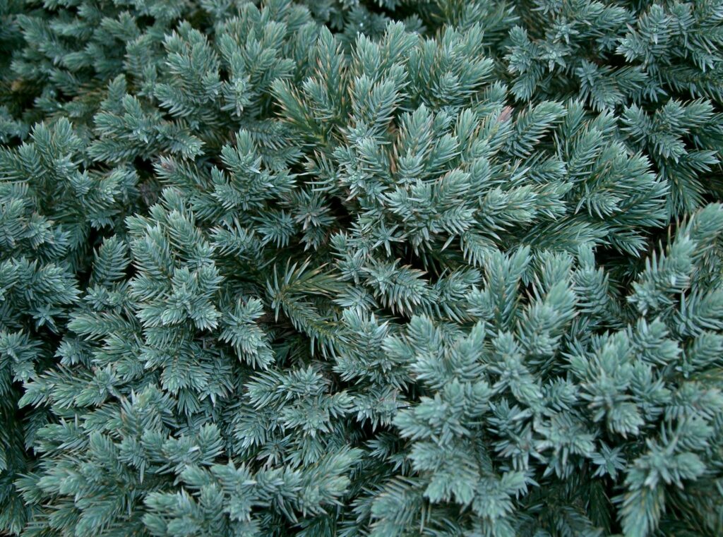 Juniperus Squamata Species Taxonomy Guide 