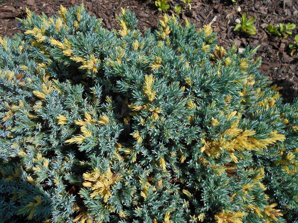 Juniperus Squamata Species Taxonomy Guide 