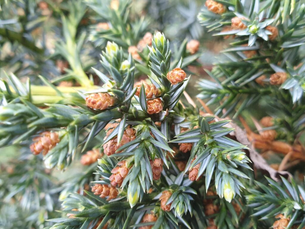 Juniperus Squamata Species Taxonomy Guide 